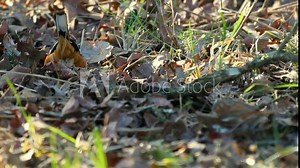 Eastern towhee bird foraging for food Stock Video