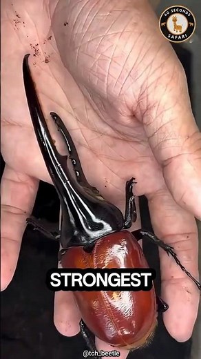 Hercules Beetle 🪲 The Strongest Creature on Earth! 💪