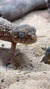 6.2K views · 4.3K reactions | The rough knob tailed gecko (Nephrurus...