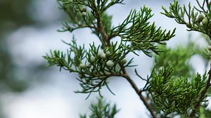 67 reactions | Basic Juniper Bonsai Care —- #juniper #bonsaicare #bonsai | Bonsaibarn | Facebook