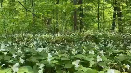 Turn your sound on to enjoy this video of Trilliums and the sounds of Northern Michigan. Video from 2023 furnished by Jamie Westfall | MightyMac.org - The Mackinac Bridge & Straits of Mackinac