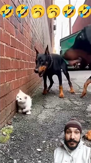 🥱🥱🥱🤣🤣🤣🤣 #funny 🙏👍👍👌 Hello 🤗👋 Hello ♥️👍👍 #memes 🤣👍👍