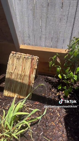 Welcome to my naturalistic quail coop! I wanted to keep my quail as natural as possible, and felt like a raised bed would be the way. I didnt use any plans, so sadly cant provide them. Just a girl, a miger saw and a dream! #homesteading #arizonahomestead #quail #coturnixquail #coturnix