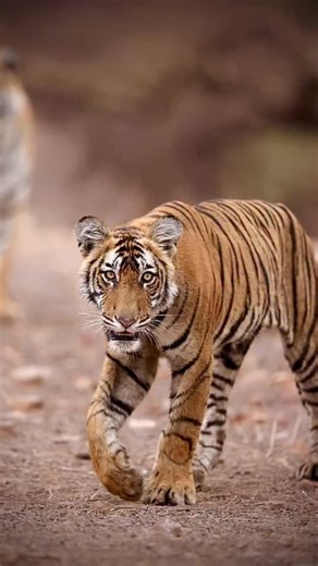 A tiger’s paw may look soft and padded, but it is actually a deadly weapon. Its wide shape helps the tiger walk on soft ground, and the soft pads let it move quietly when hunting. Tigers also have retractable claws that stay hidden while walking and come out only when they need to grip, climb, or catch prey. Seen here is Riddhi’s cub walking past its mother in Ranthambhore. Made this in June 2024. #glidingfrogtours #theglidingfrog #tiger #wildlife #india | Sachin Rai Photography