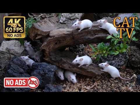 [NO ADS] CAT TV Cinema 🐭 The Ridge Runners: Vertical Bark Climbing & High-Level Hangout - 4K 60FPS