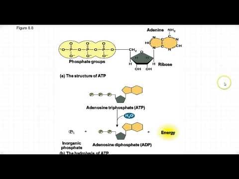 AP Biology - Energy Reactions & ATP