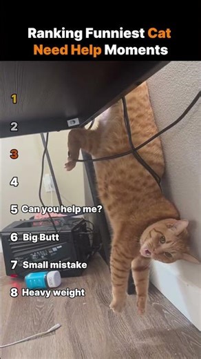Ranking Funniest Cat Need Help Moments #funny #hilariousfails #animalshorts