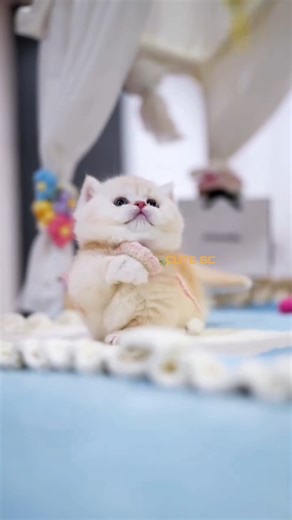 "😸😍"Adorable Baby Cat Playing Like a Pro | Cutest Kitten Ever!