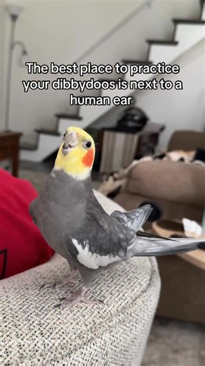 53K views · 13K reactions | Sometimes you can even get away with nibbling on their jewelry #cockatiel #parrot #bird #yumyumthetiel | Yumyumthetiel | Facebook
