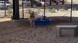 ‪Playing with your friends is THE BEST! ‬See more adoptable dogs in playgroup at 10:30 am tomorrow (Sunday) morning. | Pima Animal Care Center