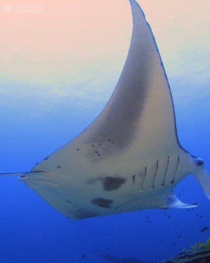 22K views · 256 reactions | How do you scan a pregnant manta ray? Researchers from the University of Cambridge Vet School and the Manta Trust have done just that and the results are amazing. Using the first ever contactless underwater ultrasound scanner by IMV Imaging, their work will help establish the factors responsible for annual fluctuations in breeding, and discover why animals breed in certain areas but not others. | University of Cambridge | Facebook