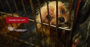 31K views · 472 reactions | It's Day of Giving! We're dedicating 24 hours to fighting puppy mills. Today only, your gift will be matched - dollar for dollar - up to $125,000 and every dollar raised will be used to stop puppy mills once and for all. Will you join our matching gift challenge? Double your gift today! | Humane World for Animals | Facebook