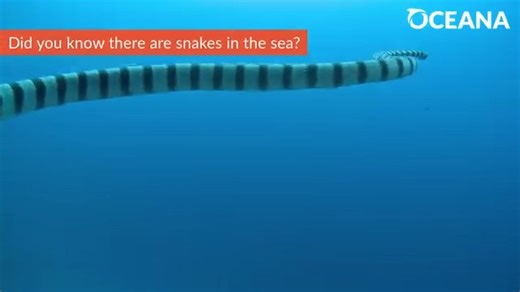 Have you ever seen a snake swim before? 🌊 🐍 Learn more about sea snakes and other marine reptiles with our Marine Life Encyclopedia: https://oceana.ly/3YAbbTS | Oceana