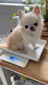 1.4K views · 2K reactions | Project Chunky Monkey is advancing  If...