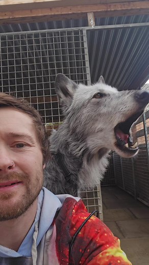 Incredible Wolf Dog Howling Moments