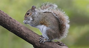 10 Varmints to Hunt When Deer Season is Far Away