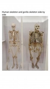 915K views · 1.8K comments | Gorilla skeletons look similar to human...