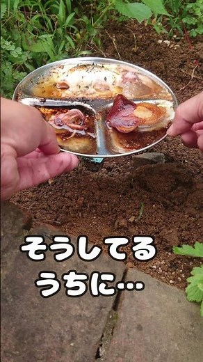 100 yen plate with three kinds of grilled squid