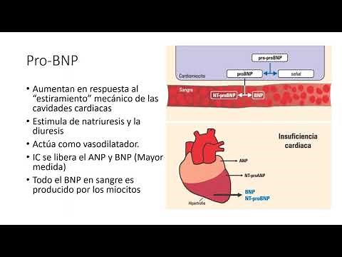 Pro BNP