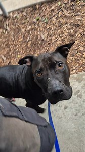 4 comments | What's the one situation reactive dog owners dread most? Probably lots of answers to that, actually, but we had one of the (I'll guess) Top 3 Worst with Hank on the Kingston foreshore: walking round a corner face-first into another dog  Watch the whole vid, the events may shock you!! | Outdoor Paws | Facebook