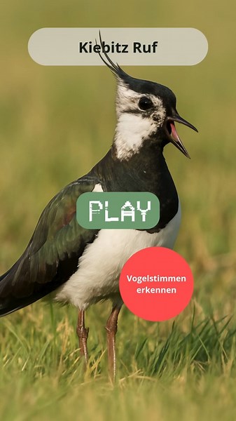 🐦 Kiebitz Ruf – Vogelstimmen erkennen & Wiesenvögel bestimmen