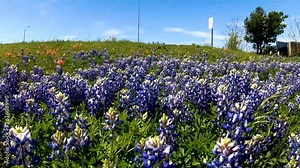 The Texas Bluebonnet, the State flower of Texas, blooms only in the springtime along the highways and fields of this great state. Segment 1 of 2 in Slow Motion and up to 4K 30fps