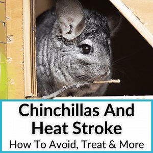 Chinchilla Heat Stroke (How To Avoid, Treat & More)
