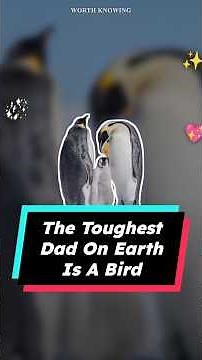 The Toughest Dad on Earth Is a Bird (Emperor Penguin Facts)