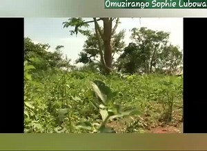 8.7K views · 512 reactions | #Sajabbi  #Boogere 2 Episodes in 1 | Omuzirango Sophie Lubowa | Facebook