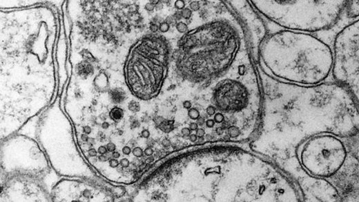 Unravelling the mysteries of the presynapse with super resolution microscopy
