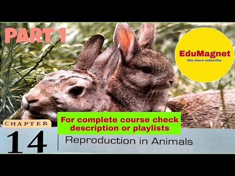 DAV SCIENCE CLASS 8 CHAPTER 14 REPRODUCTION IN ANIMALS ||DAV CLASS 8 SCIENCE REPRODUCTION IN ANIMALS