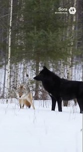 Coyote Spotted with a Black Wolf | A Rare Wild Encounter