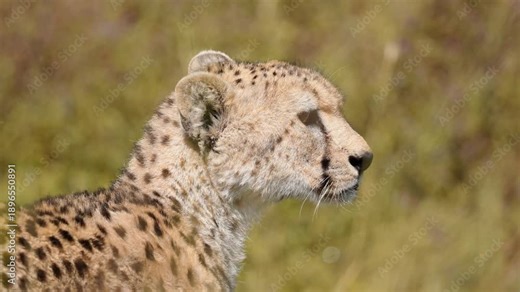 Extreme close-up of a cheetah's face and head as it looks across the Serengeti plains, showing detailed fur patterns and facial markings. 4k slow-motion video.