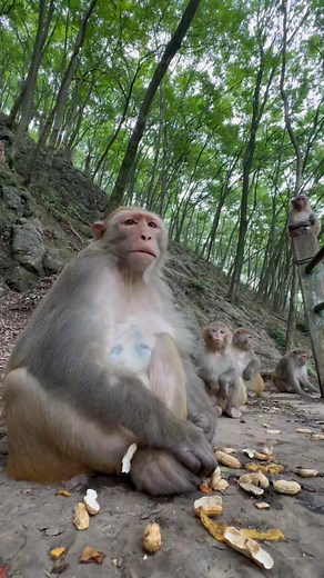 Naked Duffy Good 😅 🤑 #Motivation #monkeybaby #justdance #Animals #animals #Nature #meme #MonkeyLife #adorablemonkey #monkeyslife #adsonreels #nakedmonkey #monkeyfyp #cutebabymonkey #squirrelmonkey #monkey #FacebookReelsContest #monkeyfamily #monkeycute #monkeysreels #baby #monkeycute #spidermonkey #babymonkey #abandonedmonkey | Frame Calm
