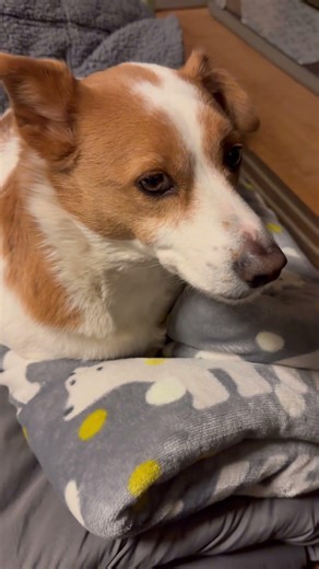 掛け布団に乗る犬