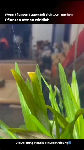 TechWelle on Instagram: "Dieses Video zeigt einen der klassischsten Beweise für Photosynthese in Echtzeit. Eine Wasserpflanze – meist Elodea oder eine ähnliche Art – steht unter Licht und gibt dabei sichtbare Sauerstoffblasen ab. Pflanzen nutzen Lichtenergie, Wasser und Kohlendioxid, um Zucker (Glukose) herzustellen. Sauerstoff entsteht dabei als Nebenprodukt. An Land entweicht er unbemerkt in die Luft. Unter Wasser sammelt sich der Sauerstoff jedoch als Gas und steigt in Form von Blasen auf. Da