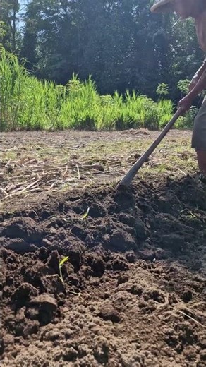 Loosening the soil with simple farming tools-Agriculture farming #shorts
