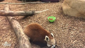 2.1K views · 106 reactions | Experince the NEW Red Panda Forest exhibit at Oglebay Good Zoo! The cuteness factor of Amber, Junjie and Hamlet is off the charts!  Oglebay Good Zoo Hours: Monday – Friday 10:00 a.m. – 5:00 p.m. Saturday & Sunday 10:00 a.m. – 6:00 p.m. Learn more ➡️ https://oglebay.com/good-zoo | Oglebay Good Zoo | Facebook