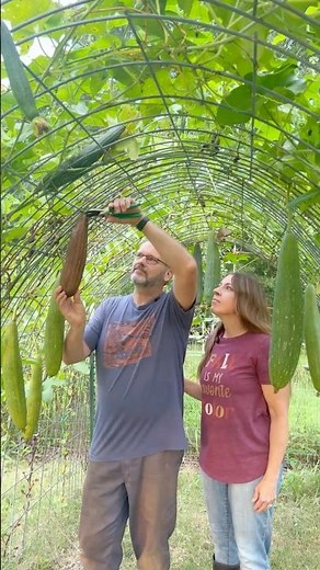 Growing Our Own Loofah Sponges!