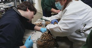 Why some Harvard medical students are starting veterinary rotations