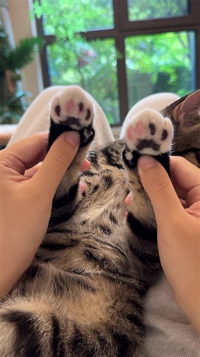 Essential Tips for Cat Care with Pet Brushes