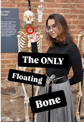 Understanding the Unique Hyoid Bone in Human Anatomy