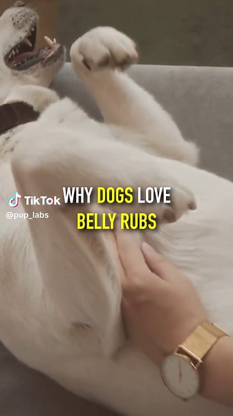 Dogs   belly rubs = pure joy 😍🐶 #puppylove #dog #dogs