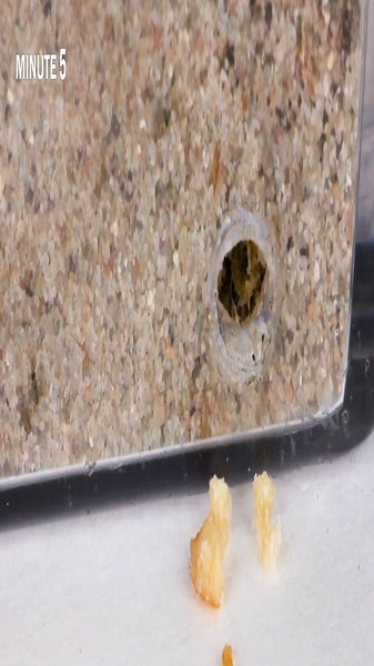 Watch ants build a miniature city: 54-hour time-lapse of an incredible ant farm, 137 days in minutes: Cosmos flower life cycle time-lapse