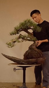 Planting a pine bonsai into a shell pot 🇨🇳By bonsai master @china_bonsai 🧰Join our club @bonsaisociety to learn more secrets about the ancient art of bonsai _______ #bonsaisociety #bonsaiexpert #bonsaimentor #bonsailovers #bonsaiart #chinalife #chinatrip #artofinstagram #bonsaimaster #bonsaitree #bonsaiworld #chinaart #chineseculture #penjing #pinebonsai #bonsaiworkshop #bonsaiclub #chineseart #chinalandscape #artlovers #easterbrook #bonsaicollection #bonsaimaster #china🇨🇳 #bonsaishop #nurs