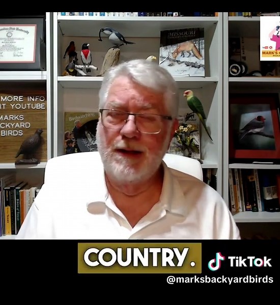 Meet the Hutton’s Vireo—a tiny bird with a big personality! Discover its unique traits, melodic calls, and how to spot it in your backyard. Watch the full birding spotlight on YouTube! #HuttonsVireo #BirdIdentification #MarksBackyardBirds