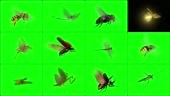 3D Animation with 12 species of insects flying in place over a green...