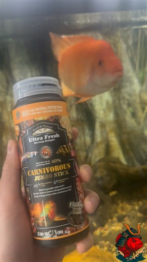 Central American Cichlids Are Built Different | Red Devil Feeding