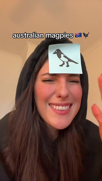 Funny Encounters with Australian Magpies - Comedy Performance