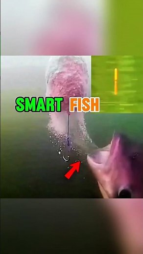 This Fish Is Smarter Than the Fisherman!